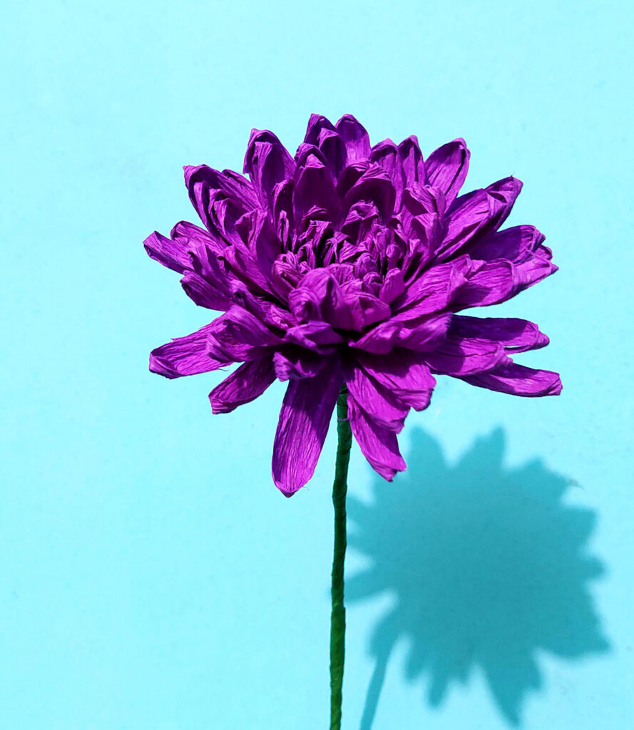 165 Chrysanthemum 889x1024