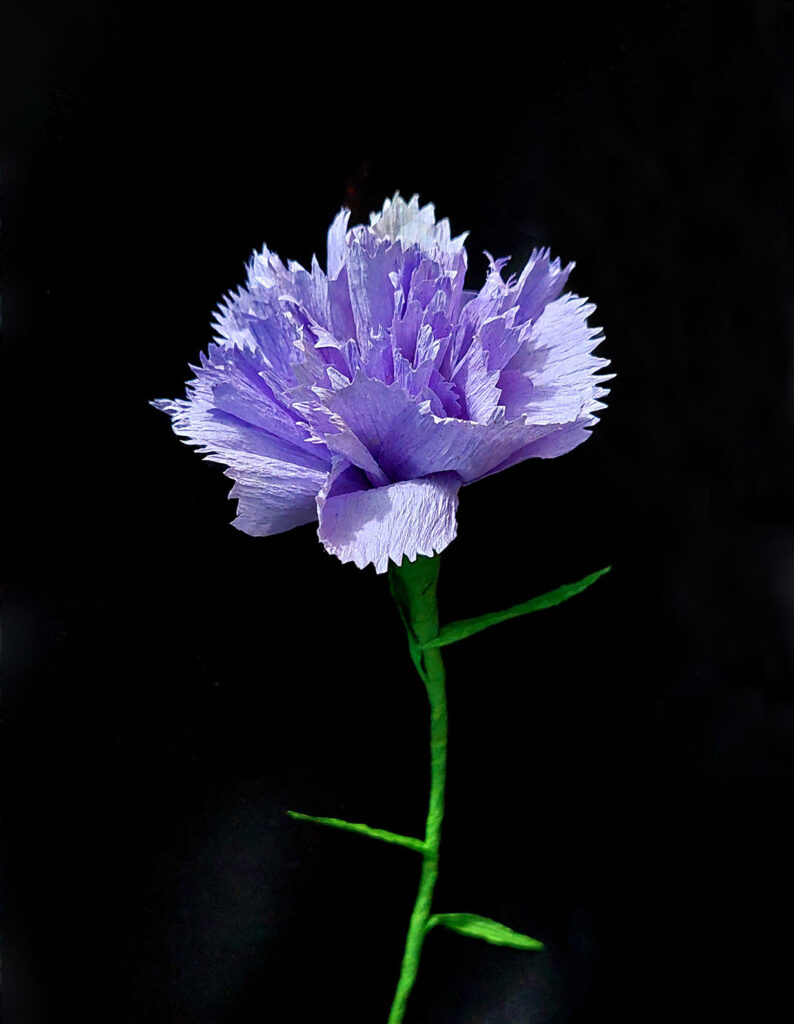 166 Carnation 794x1024