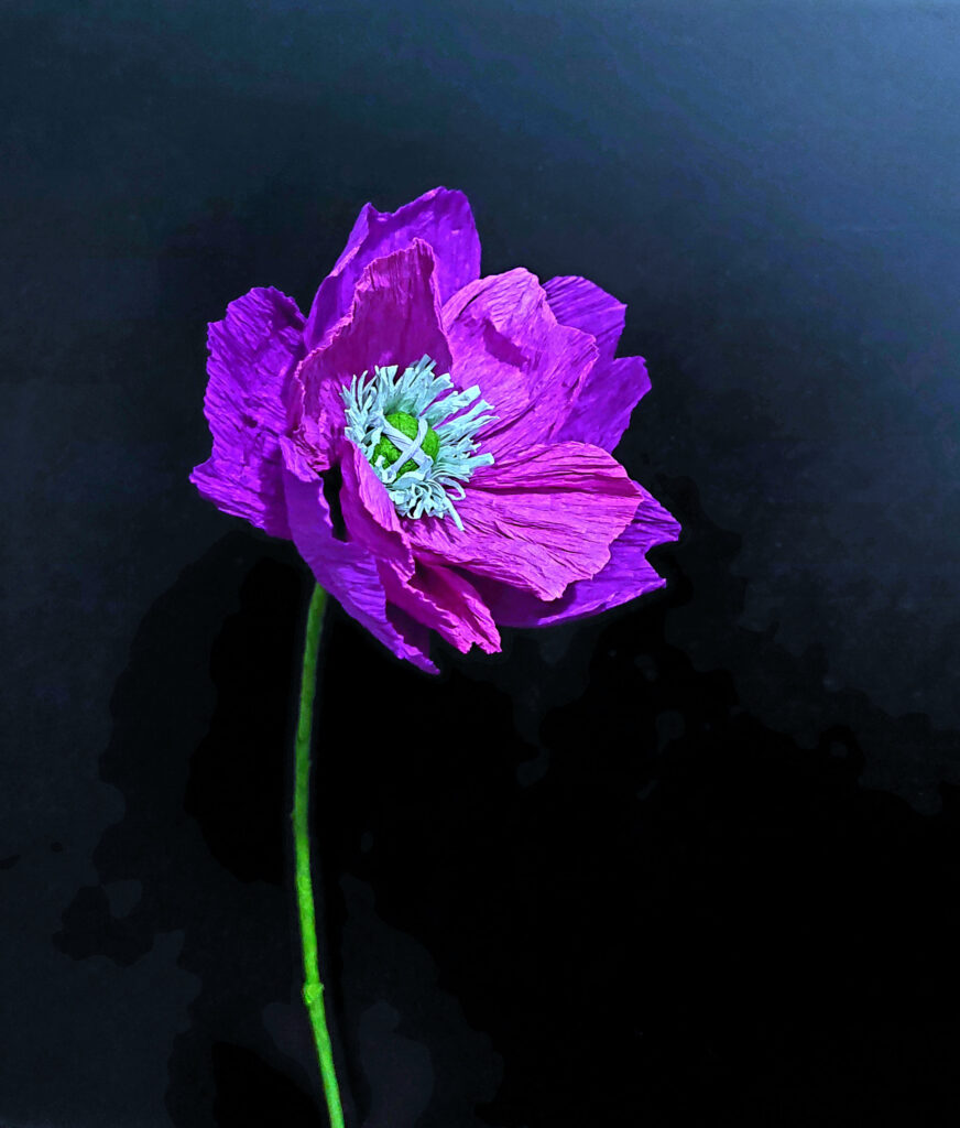 168 Poppy 872x1024