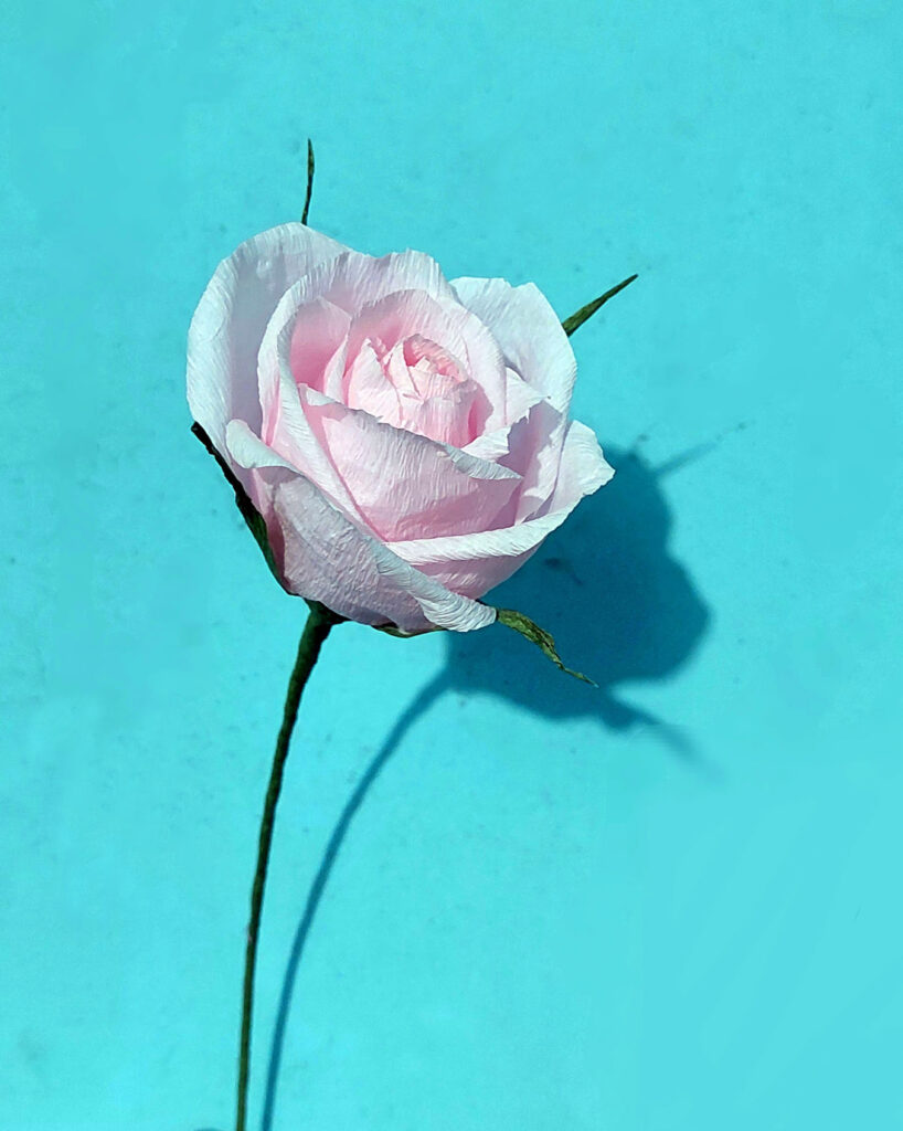 174 Pinkrose 818x1024