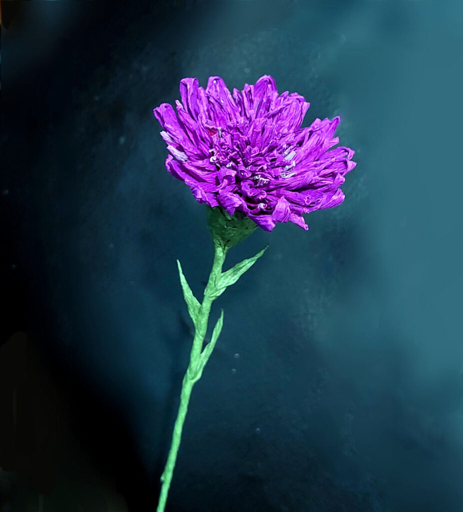 176 Purpleaster 927x1024