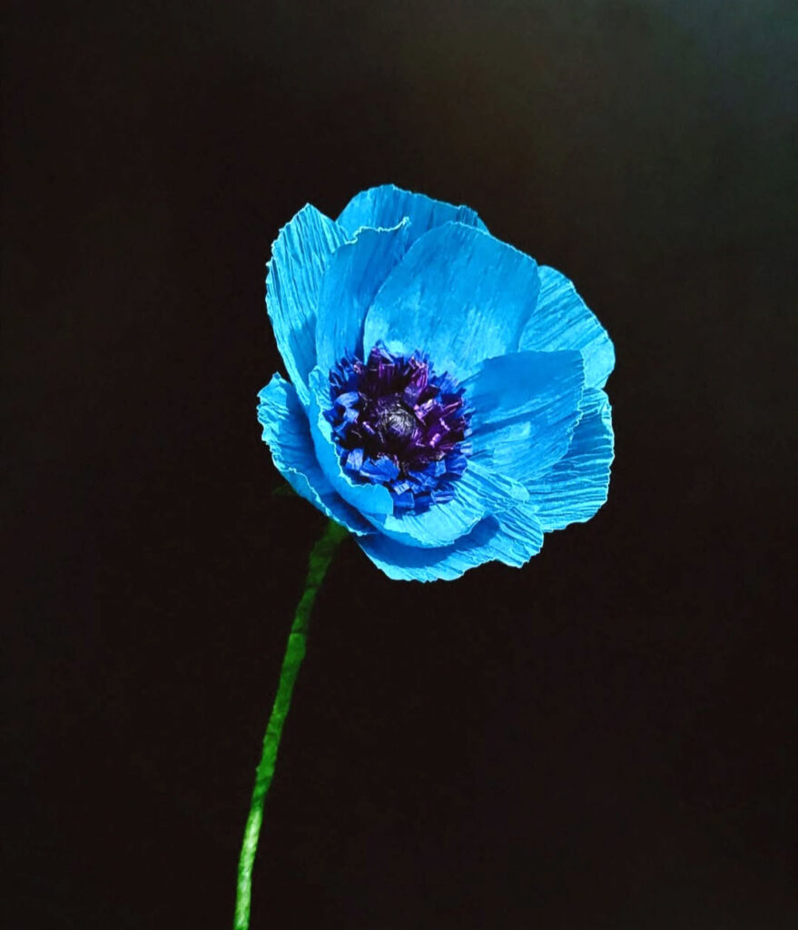 182 Anemone 879x1024